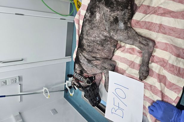 Burnley man banned from keeping animals for 10 years after leaving dog to suffer
